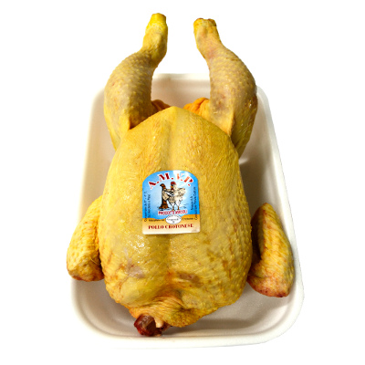 pollo-giallo_w